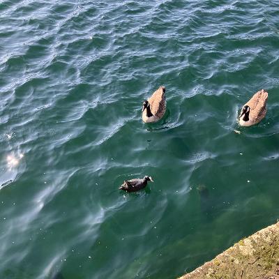 Ducks